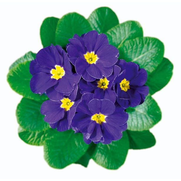 PRIMULA ACAULIS TROBENTICA L10.5