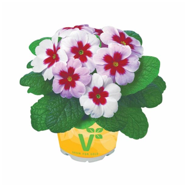 PRIMULA VOLMARY VULGARIS JUPITER L11