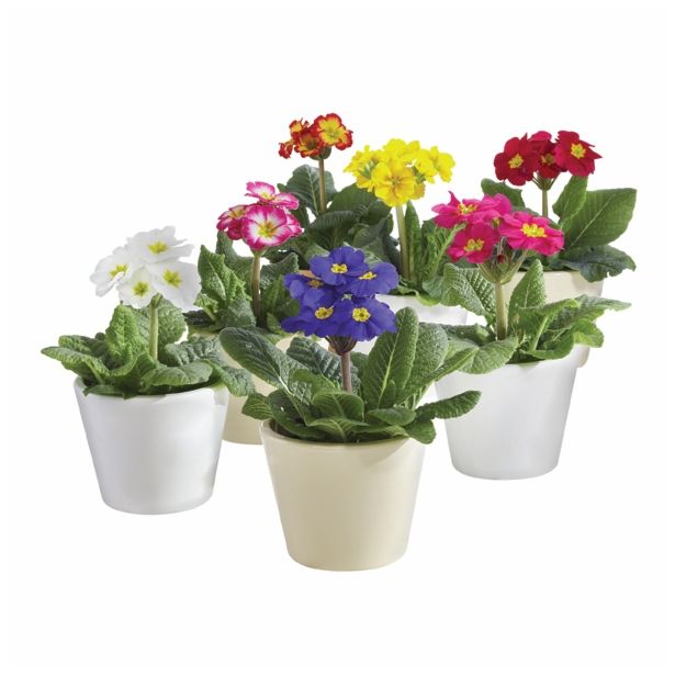 PRIMULA X ELATIOR INARA STEBELNA L13