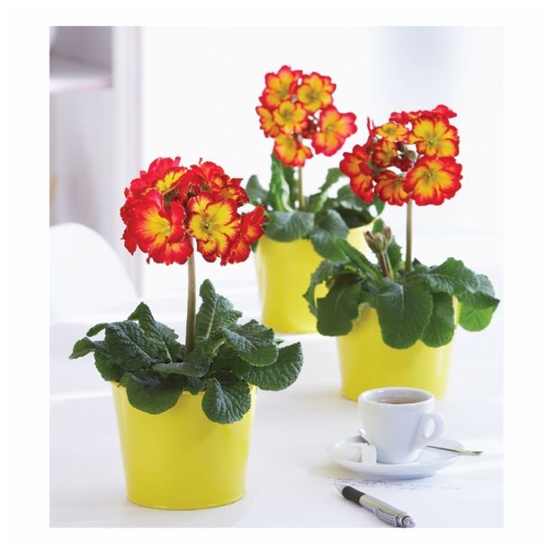 PRIMULA X ELATIOR INARA STEBELNA L13