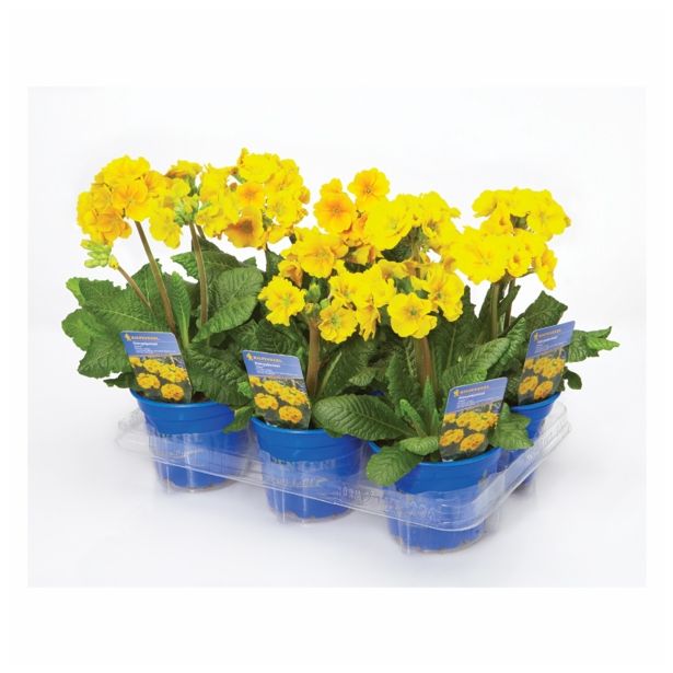 PRIMULA X ELATIOR INARA STEBELNA L13