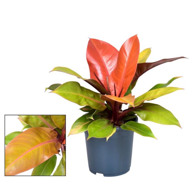 FILODENDRON PRINCE OF ORANGE L12