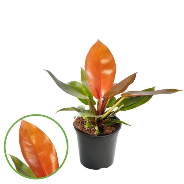 FILODENDRON PRINCE OF ORANGE L12