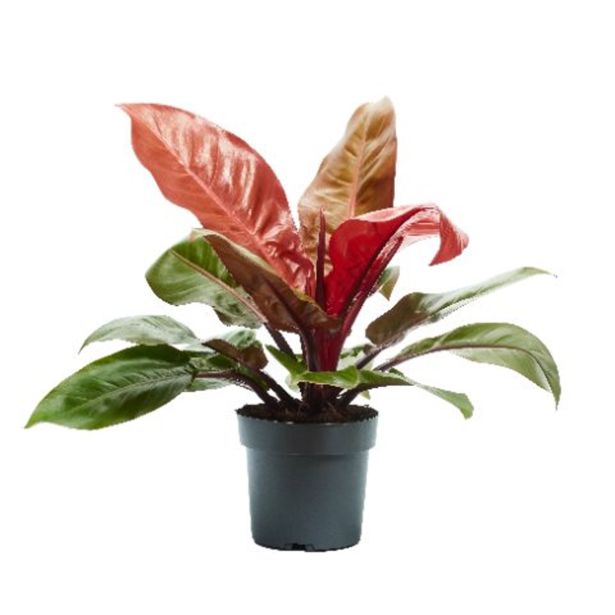 FILODENDRON PRINCE OF ORANGE L21