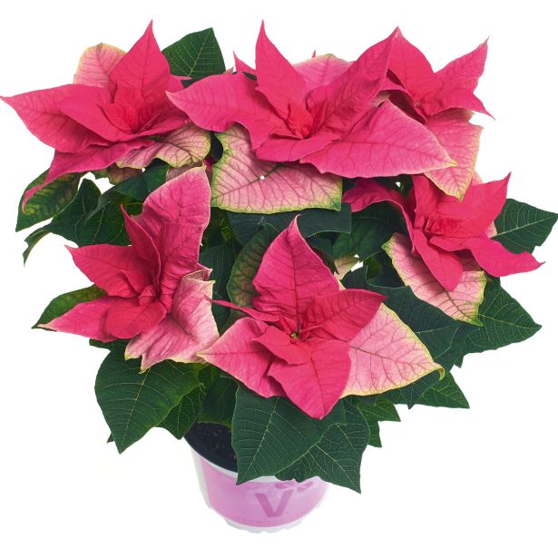 BOŽIČNA ZVEZDA PRINCETTIA L13 MIX