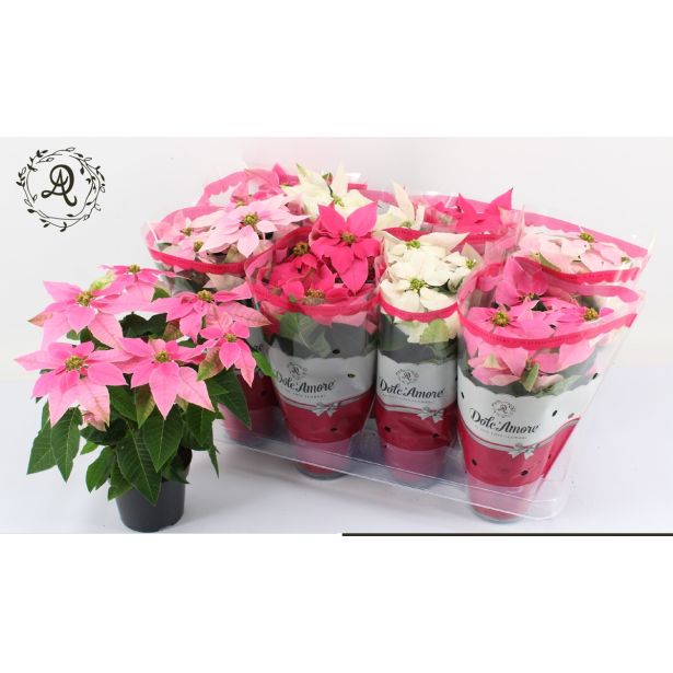 BOŽIČNA ZVEZDA PRINCETTIA MIX L12 CM