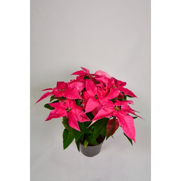 BOŽIČNA ZVEZDA PRINCETTIA MIX L12 CM