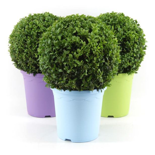 PUŠPAN KROGLA 30 CM L23