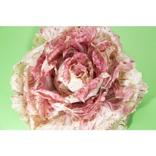 LISTNA ZELENJAVA L'ORTO FRUTTIFERO RADIČ 8/1 VARIEG, DI LUSIA KULTIPAK