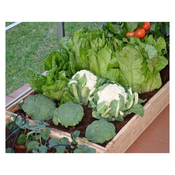 RASTLINJAK BELLA 8X8 + KOMPLET ZA KAPLJIČNO NAMAKANJE.