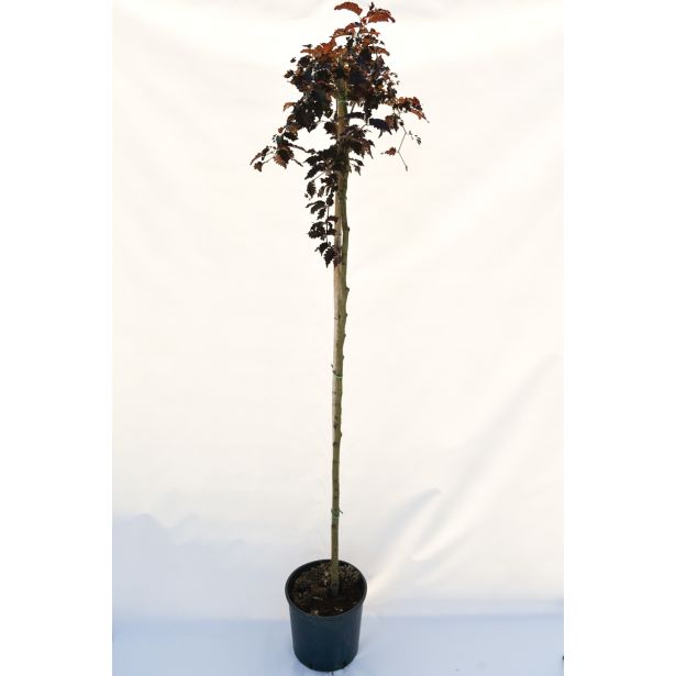 LISTAVEC RDEČELISTNA BUKEV L32