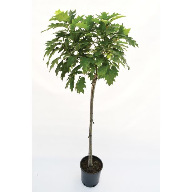 LISTAVEC RDEČI HRAST 'HAAREN' L24