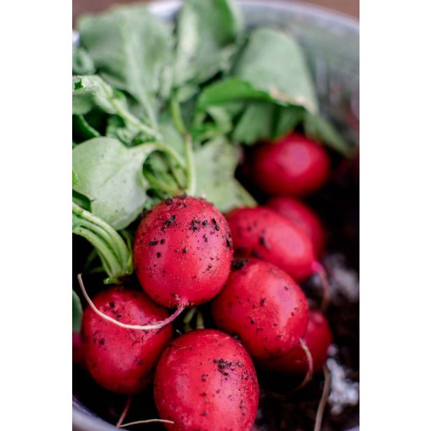 KORENOVKE L'ORTO FRUTTIFERO REDKVICA RUDOLF 8/1 TONDO ROSS OKULTIPAK