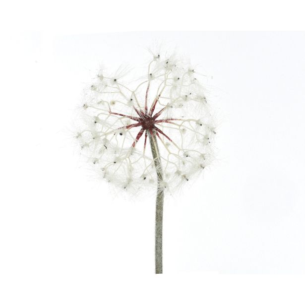 DEKORACIJA REGRATOVA LUČKA 90 CM BELA