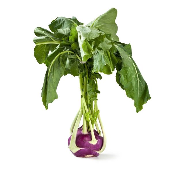 KORENOVKE L'ORTO FRUTTIFERO REPA 4/1 VIENNA VIOLETTO KULTIPAK