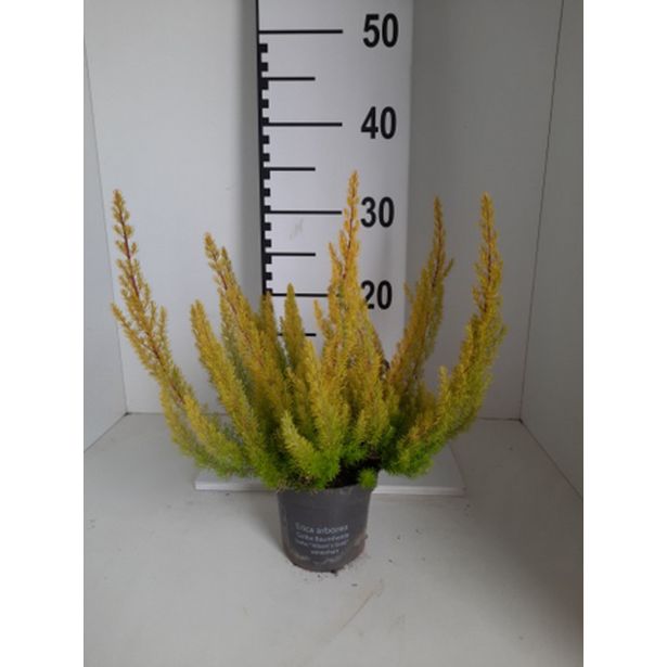 JESENSKA VRESA ALBERTS GOLD L11