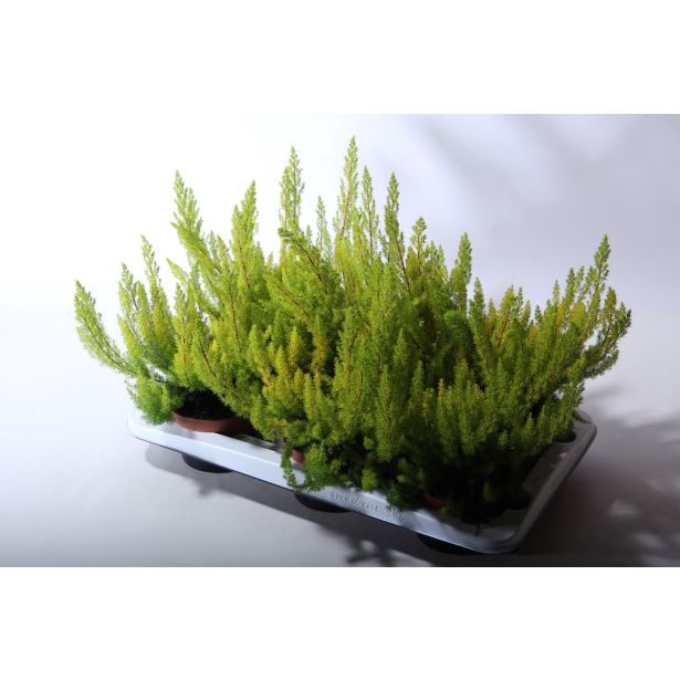 JESENSKA VRESA ALBERTS GOLD L13