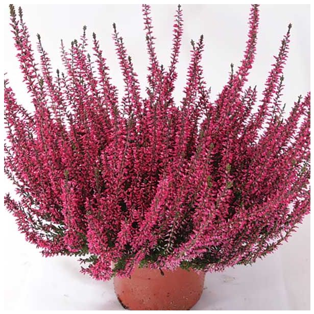 RESA CALLUNA GARDEN GIRLS LOKI L12