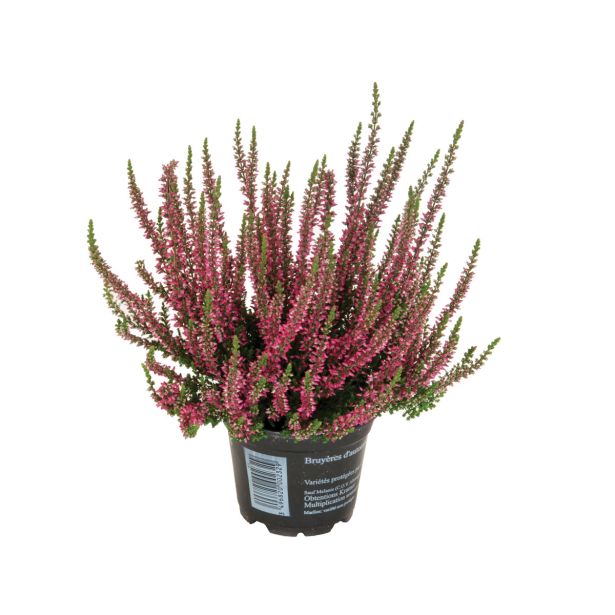 RESA CALLUNA MIX GARDEN GIRL