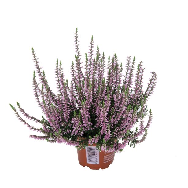 RESA CALLUNA MIX GARDEN GIRL