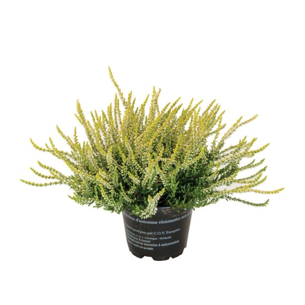 RESA CALLUNA MIX GARDEN GIRL
