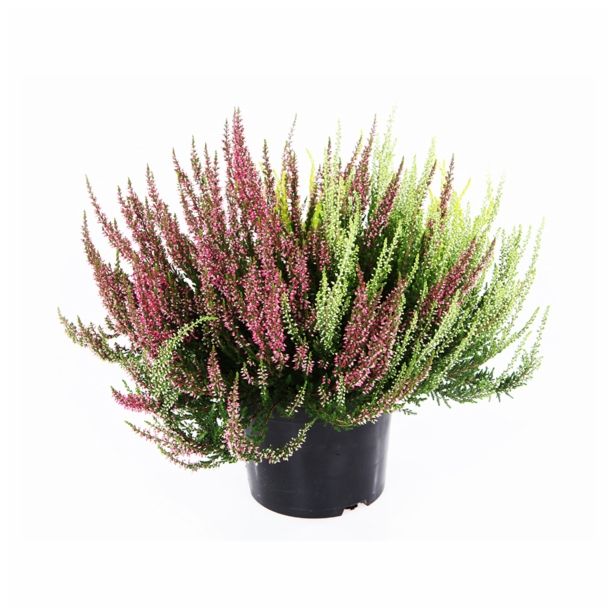 RESA CALLUNA TRIO GIRLS