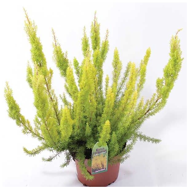 RESA ERICA ARBOREA ALPINA