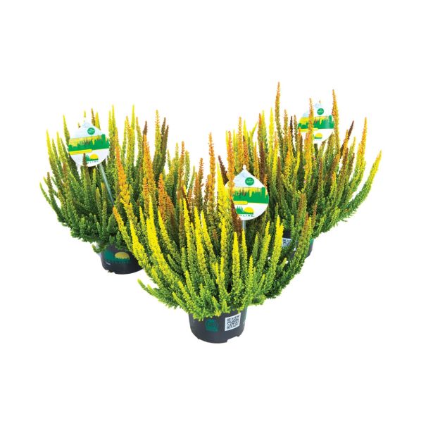 RESA JESENSKA RESA C.V. SKYLINE TRIO