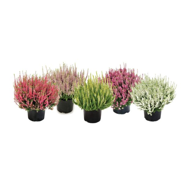 RESA JESENSKA RESA C.V.BEAUTY LADY MIX