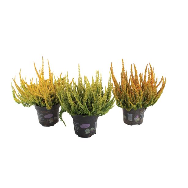 RESA JESENSKA RESA SUNSET