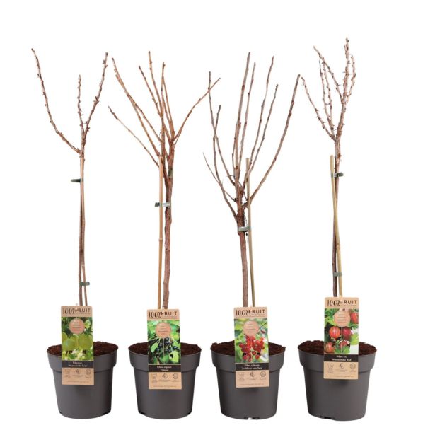 RIBEZ NA DEBLU L21 CM