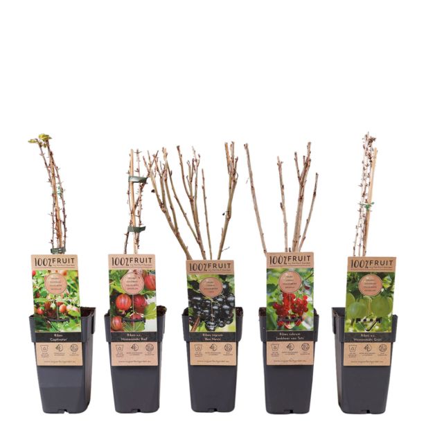 RIBEZ RIBES IN VARIETIES L2 L