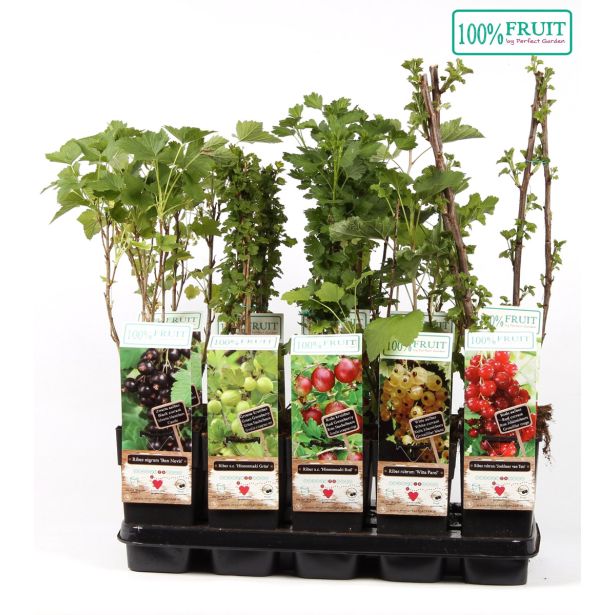 RIBEZ RIBES OTHER L15