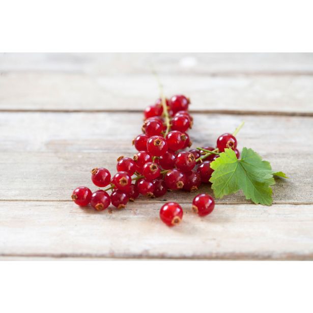 RIBEZ VOLMARY RDEČI SUMMER PEARLS RED L19