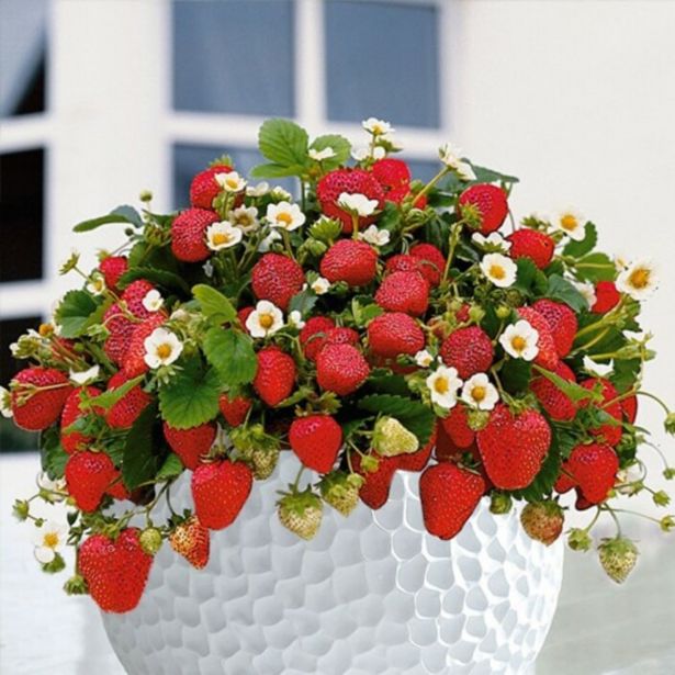 JAGODA DOBRO & ZDRAVO RIMONA L12