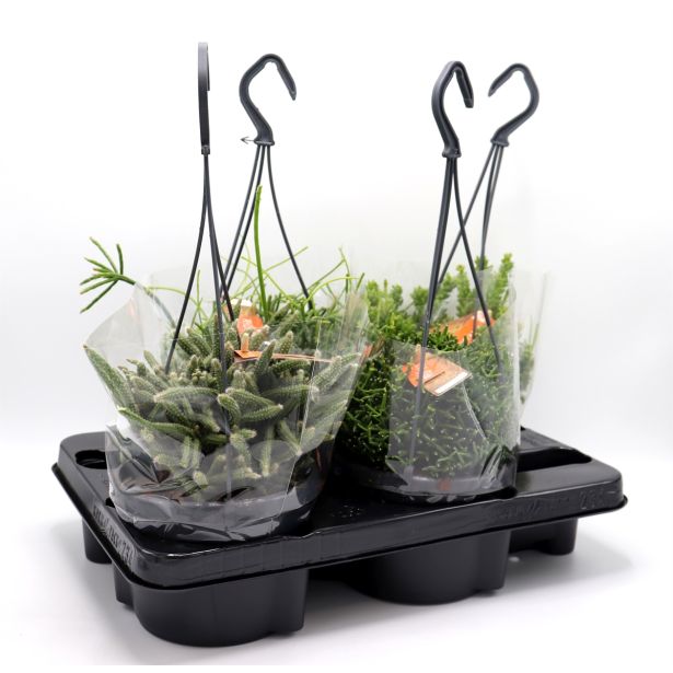 RIPSALIS V OBEŠANKI MIX L14