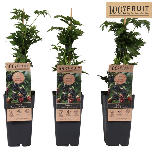 ROBIDA THORNLESS EVERGREEN L15