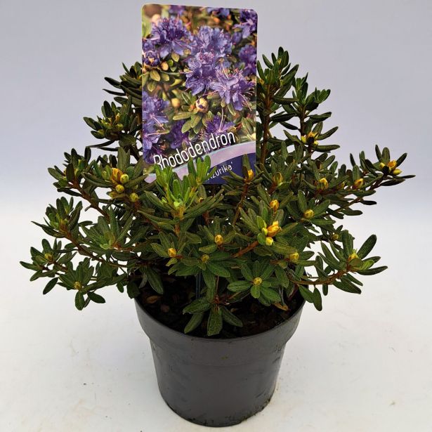 RODODENDRON AZURIKA L2 L