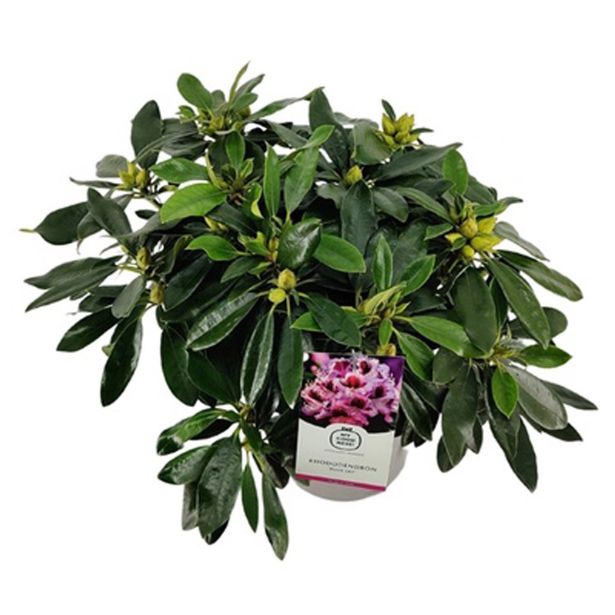 RODODENDRON BLUE JAY L23