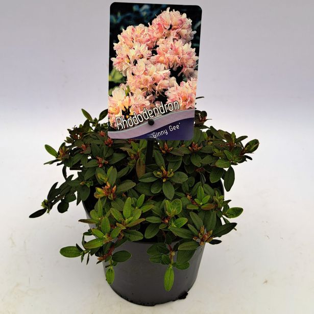 RODODENDRON GINNY GEE L2 L