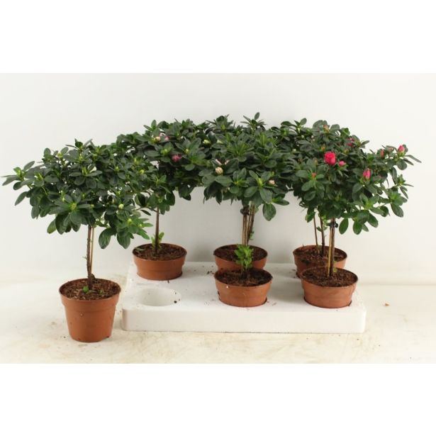 AZALEJA RODODENDRON MIX L13