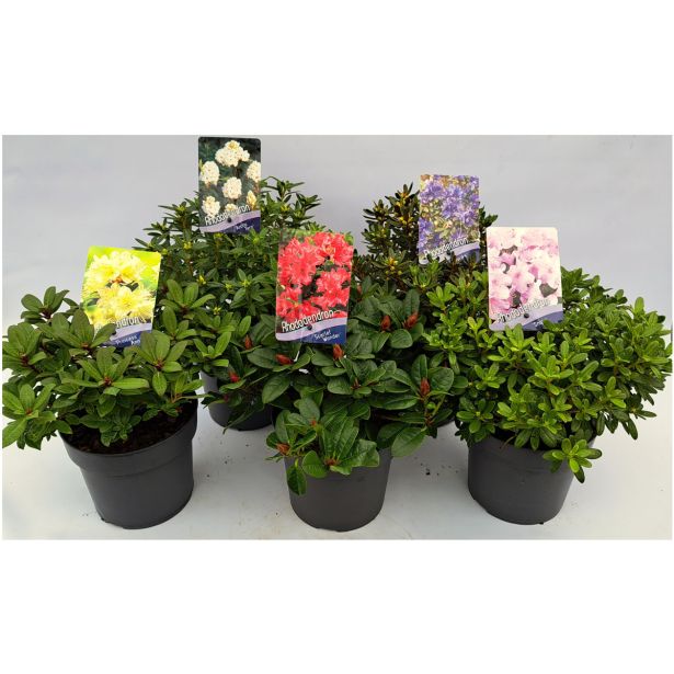 RODODENDRON PRITLIKAVI MIX L2 L