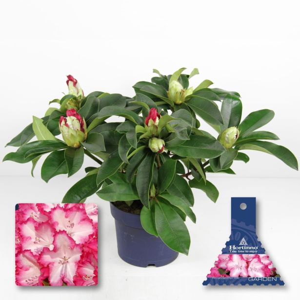GRM RODODENDRON RHODO XXL L19