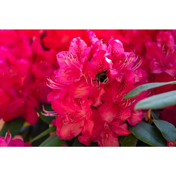 RODODENDRON RODODENDRON MIX C2 L