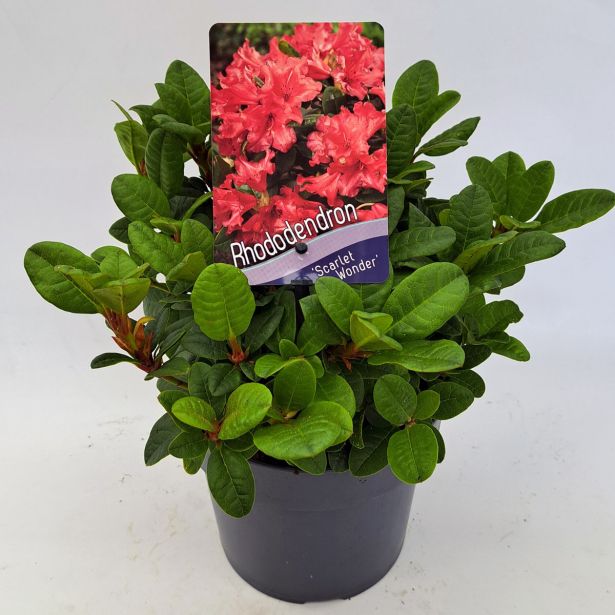RODODENDRON SCARLET WONDER L2 L