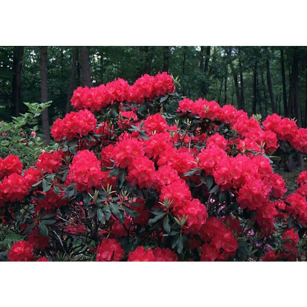 RODODENDRON VELIKOCVETNI L21 CM