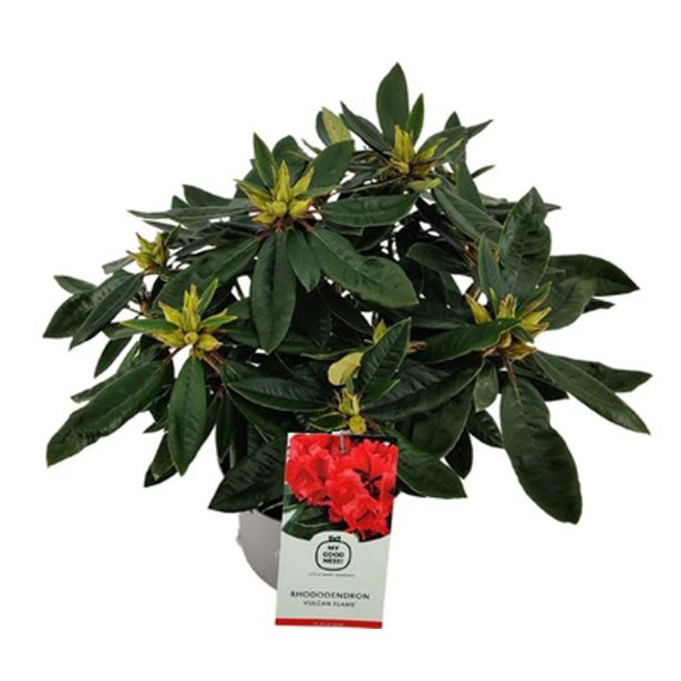 RODODENDRON VULCAN L23