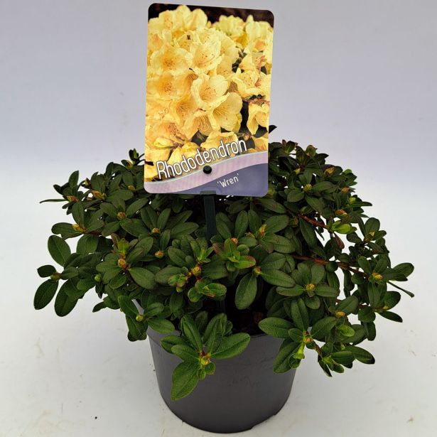 RODODENDRON WREN L2 L