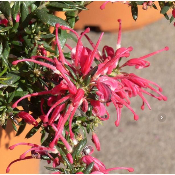 GREVILEJA RONDEAU L18