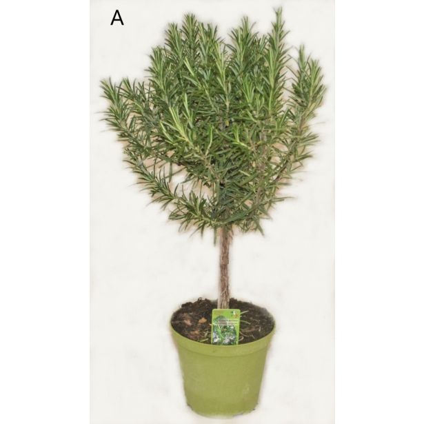 ROŽMARIN NA STEBLU L14